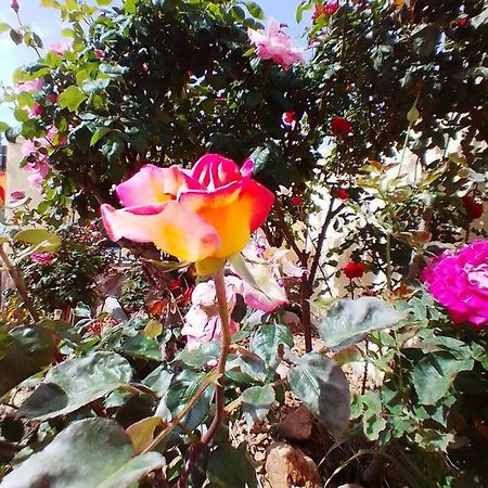 Las/Rosas Orgaz Luaran gambar