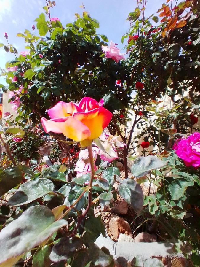 Las/Rosas Orgaz Luaran gambar